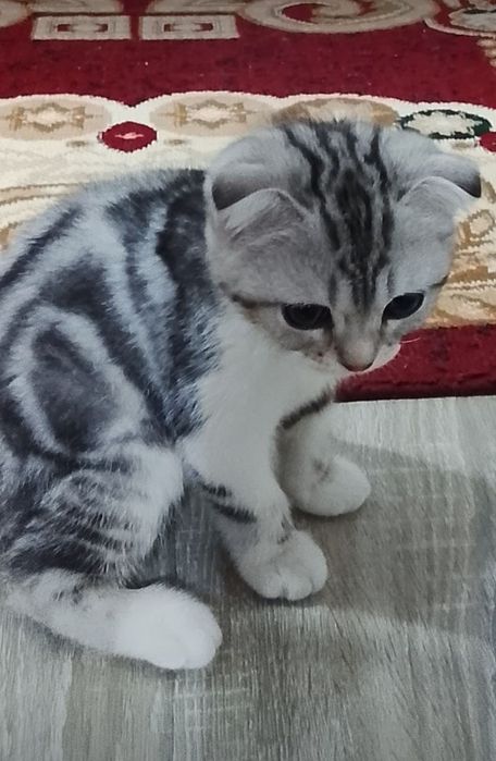 Мушук боласи шиншила зотли