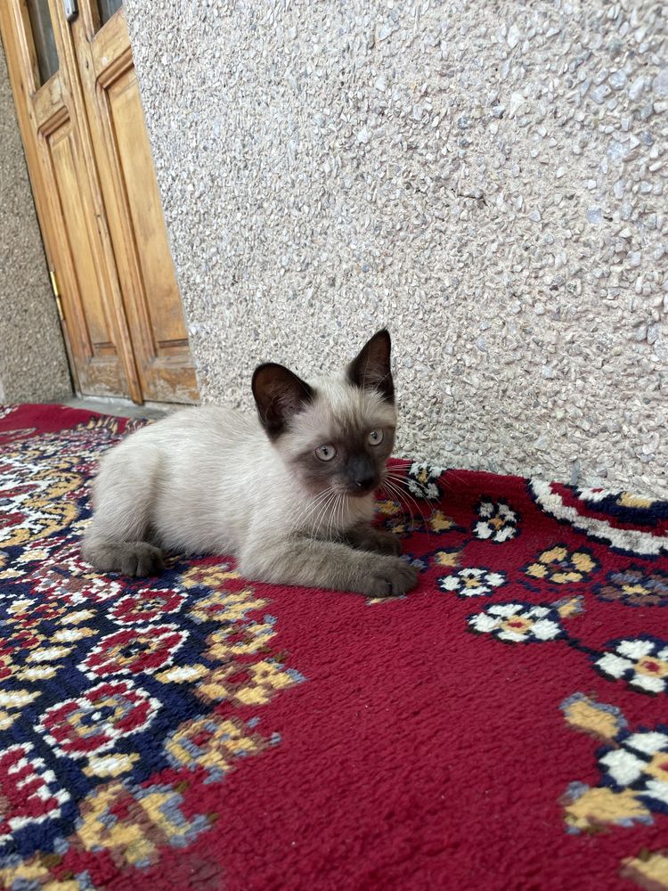 Srochna arzonga beraman