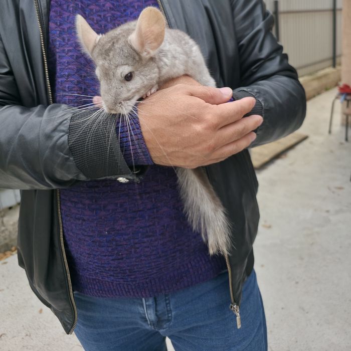 продам шиншиллу 20000 тг