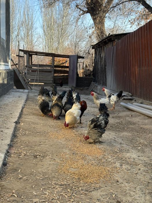 Петушки домашние