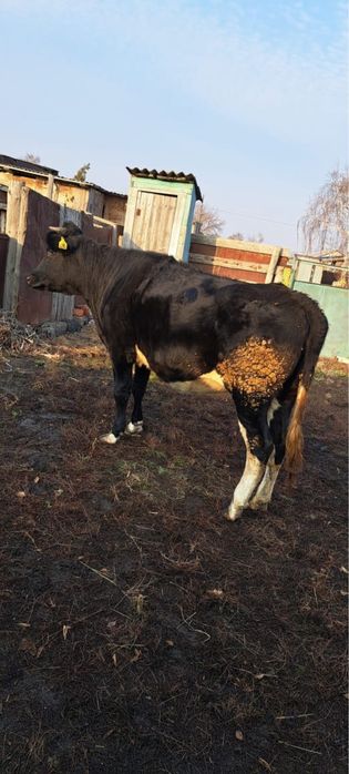 Продается тёлка 2-х годовалая