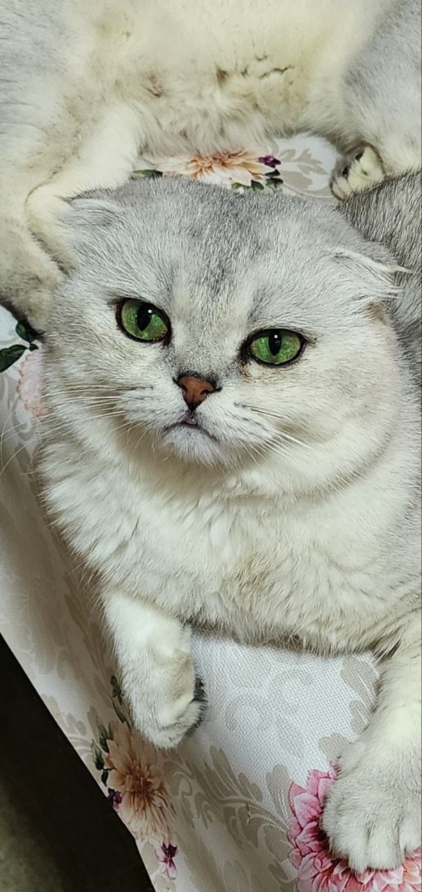 Скоттиш фолд мальчик