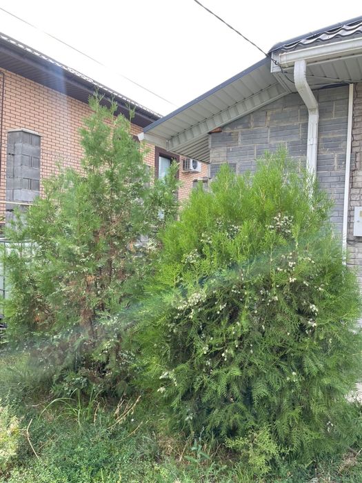 6 шт Туя 2 метров в длину ,1,5 ширину