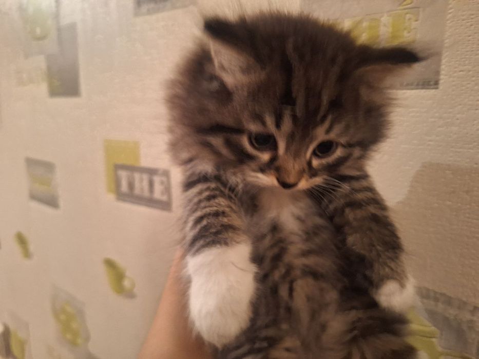 Котята полупородистые скоттиш страйт