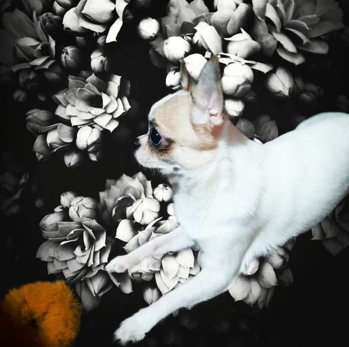 Мини чихуахуа кобель,вязка