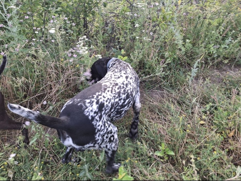 Brac german cu par scurt