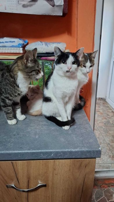 Pisicute spre adoptie