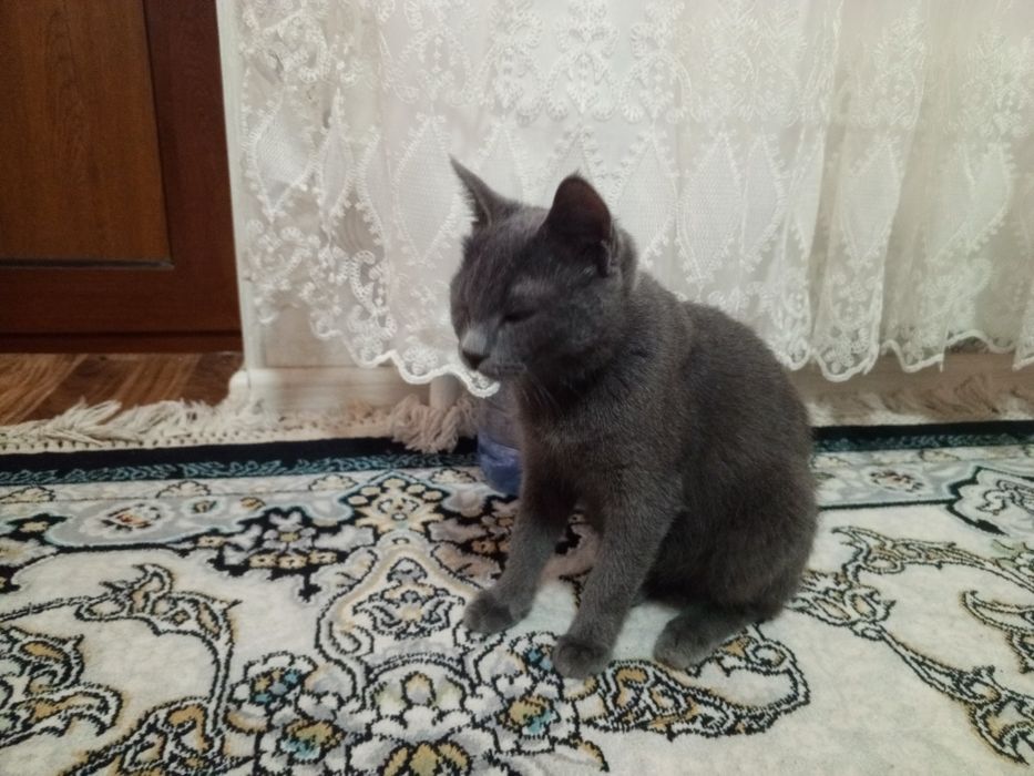 Toza uy mushugi sotiladi