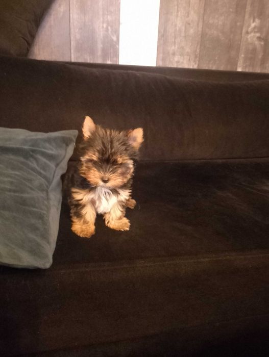 мини йорки женско бебе