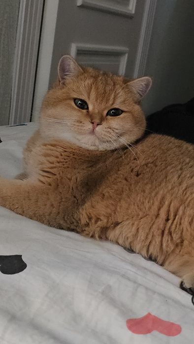 Продается кошка золотая шиншилла