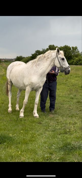 Cal de Vanzare pret negociabil
