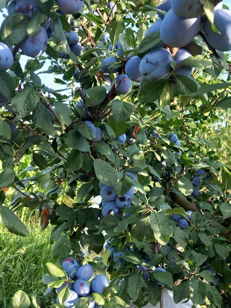 Vând prune de țuică/pălincă