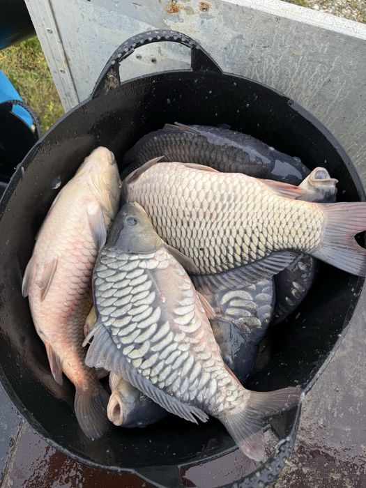 Crap pentru consum sau populat