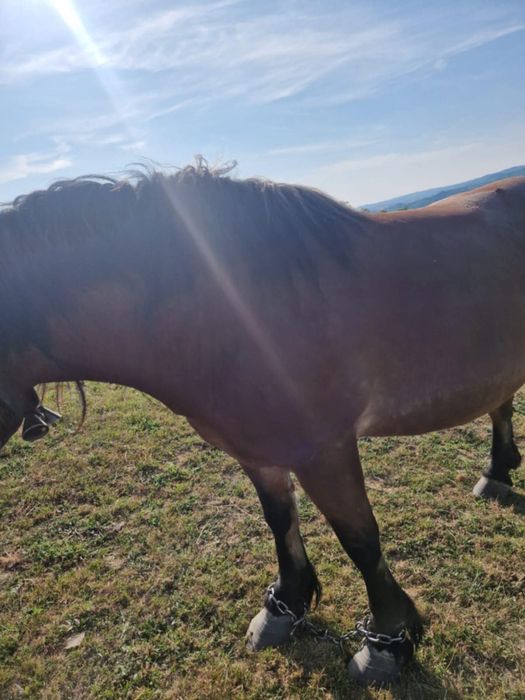 Vand iapa in varsta de 5 luni