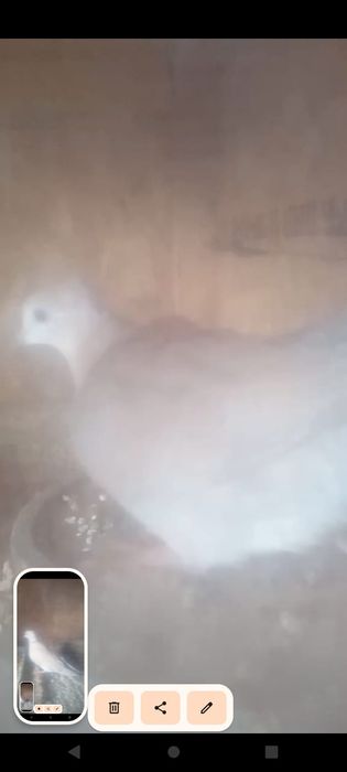 Vând canari peruși turturele răzătoare preț bun