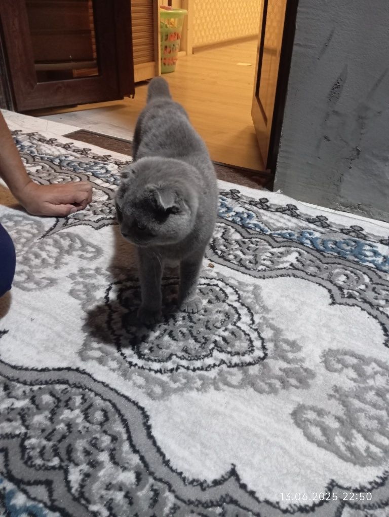 Mushuklar sotiladi oʻgʻil bola va qiz bola mushuk bular juft