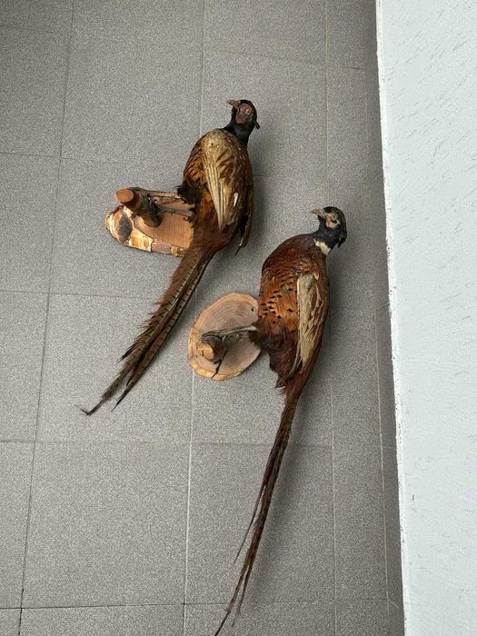 Препариран Фазан Фазани