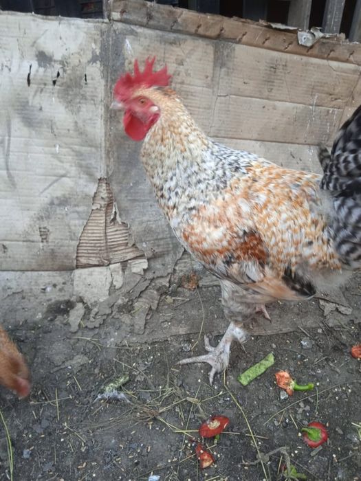 Продам молодого петуха