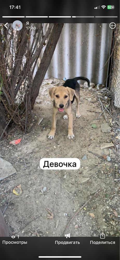 В поисках дома щенки