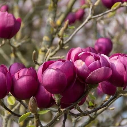 Magnolia rubra rustica