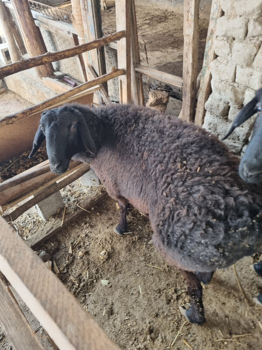 Qoʻy sotladi holati zoʻr