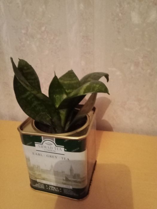 Сансевьерия низкая и зигокактус .