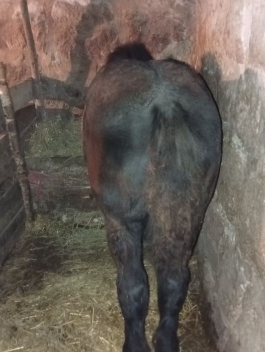 Mânz de 4 luni de vanzare