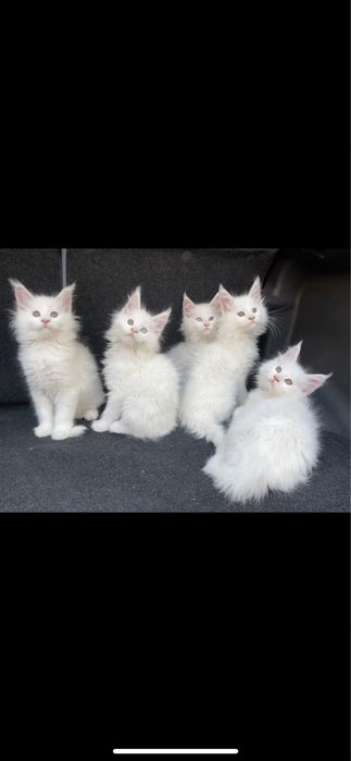 Мейн кун бедоснежные котята