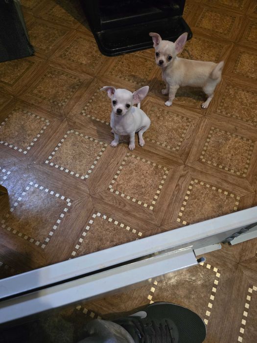 Чихуахуа кученца чистокръвни