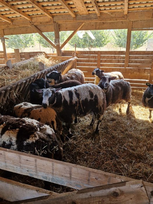 Se vinde oi patata olandeza