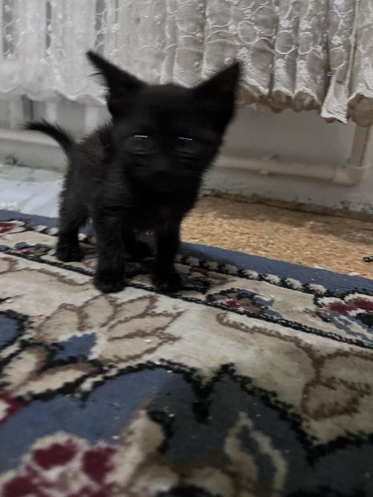 Мысықтар бар. Тегін береміз