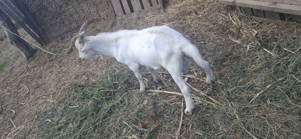 Vând țap saanen 1200 lei .Are 6 luni
