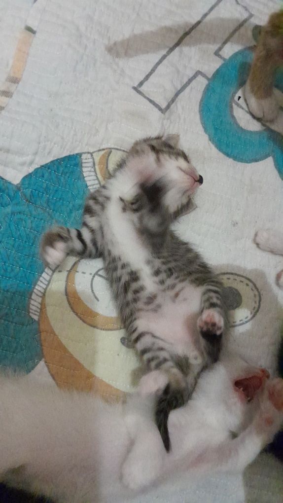 Котёнок мальчик домашний