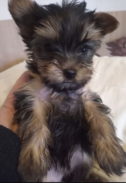 Catelusa yorkshire terrier 2,5 luni