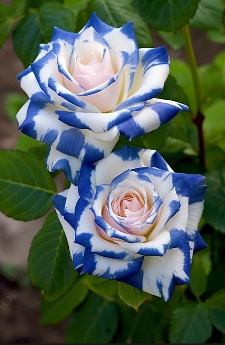 Trandafiri englezesti cu licenta intens parfumati