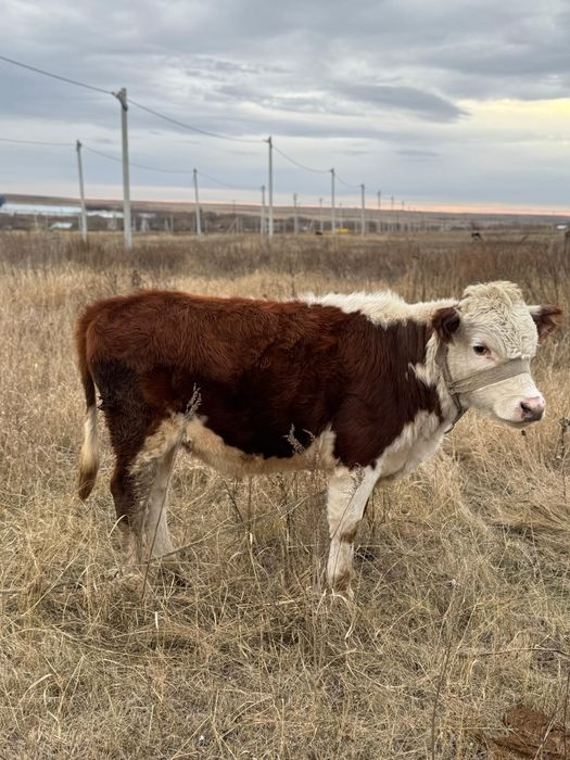 Бұқа сатамын продаю быка