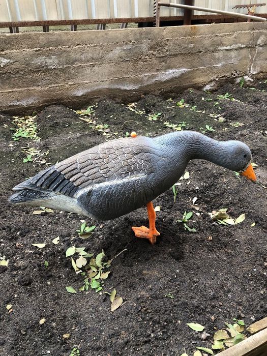 Обьемные чучела гусей б/у в хорошем состоянии по 4000 тг.