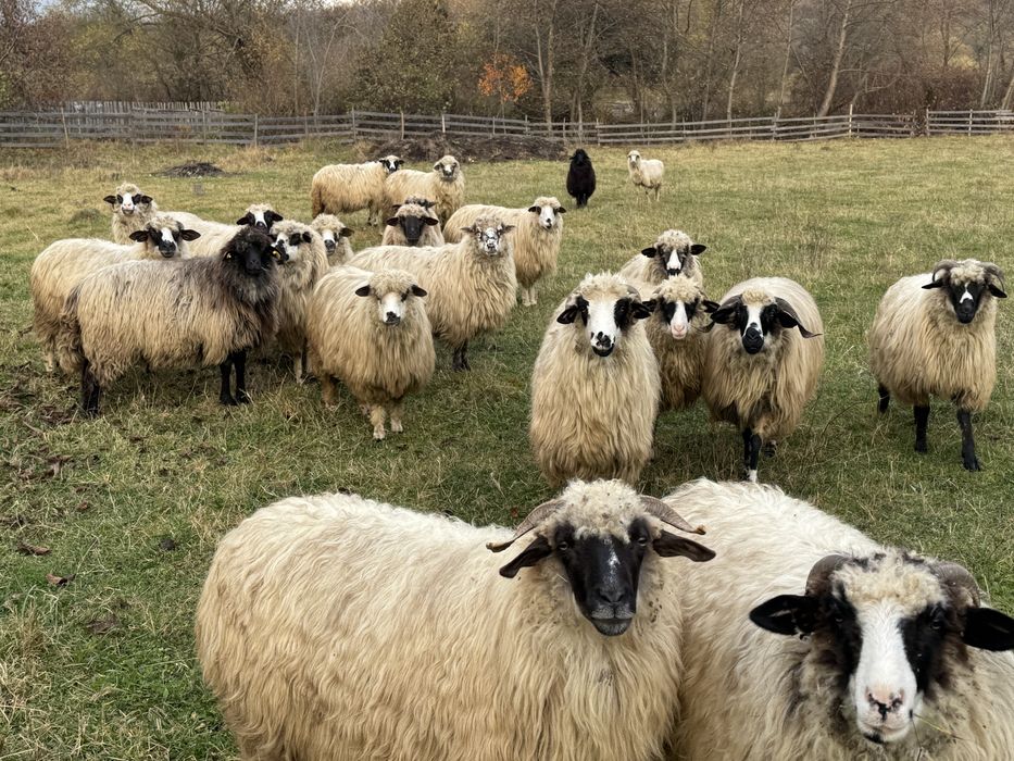 Vand miori si stramiori 18 breze si oacheșe
