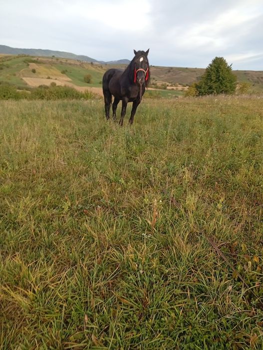 De vânzare armăsar