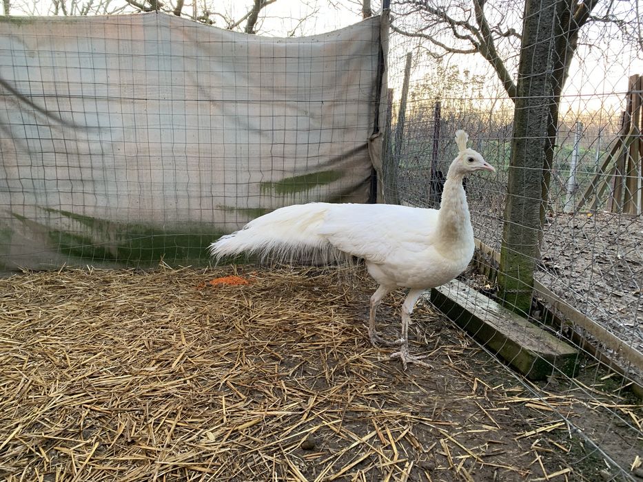 Paun spalding alb matur