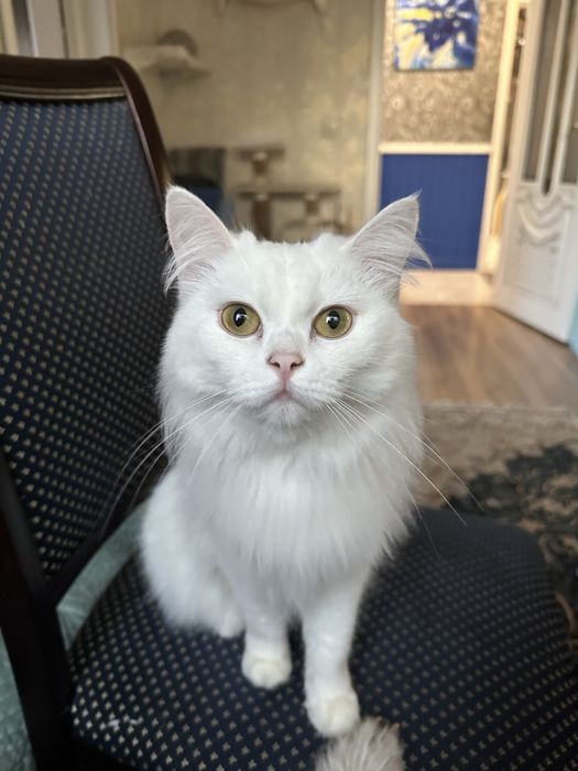 Отдам кошку 3 года, турецкая ангора