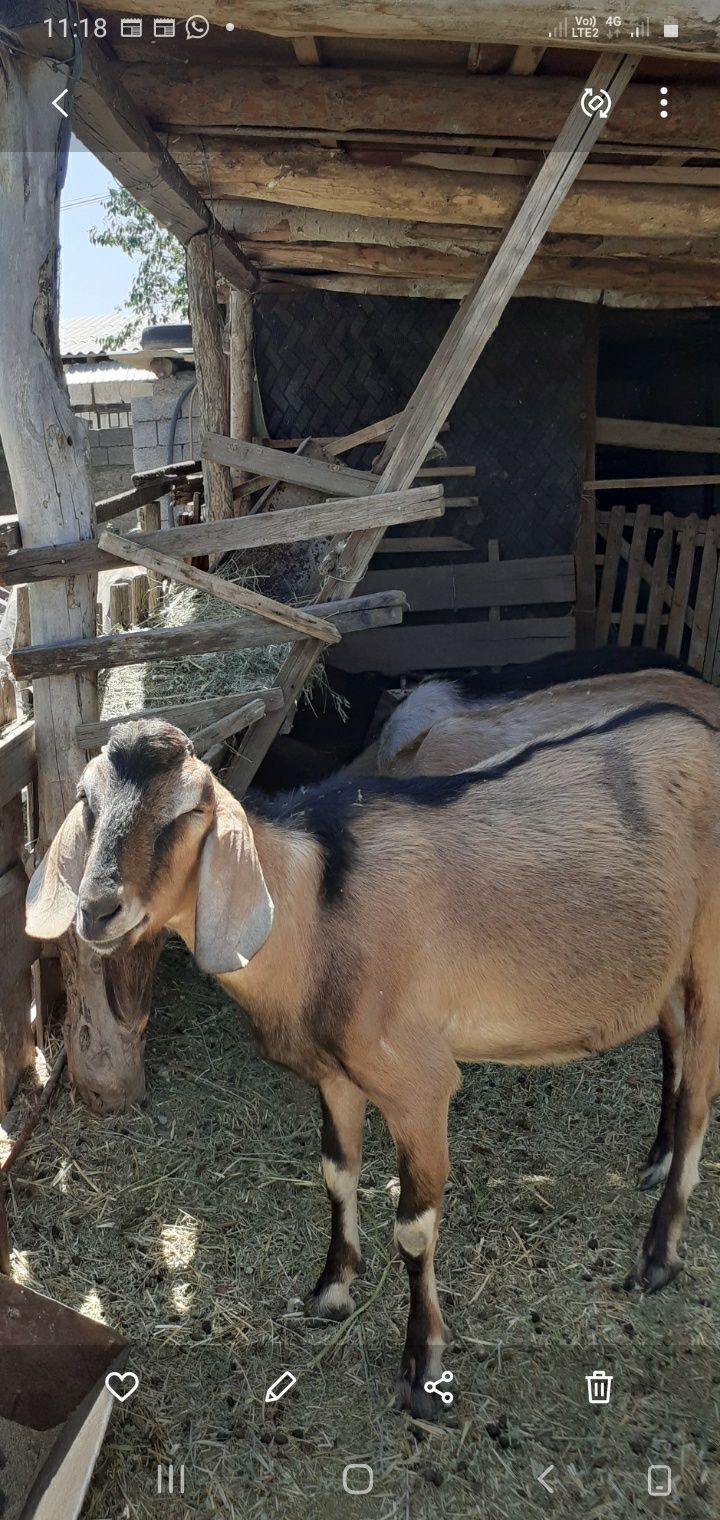 Англо- нубийский козел ,производитель