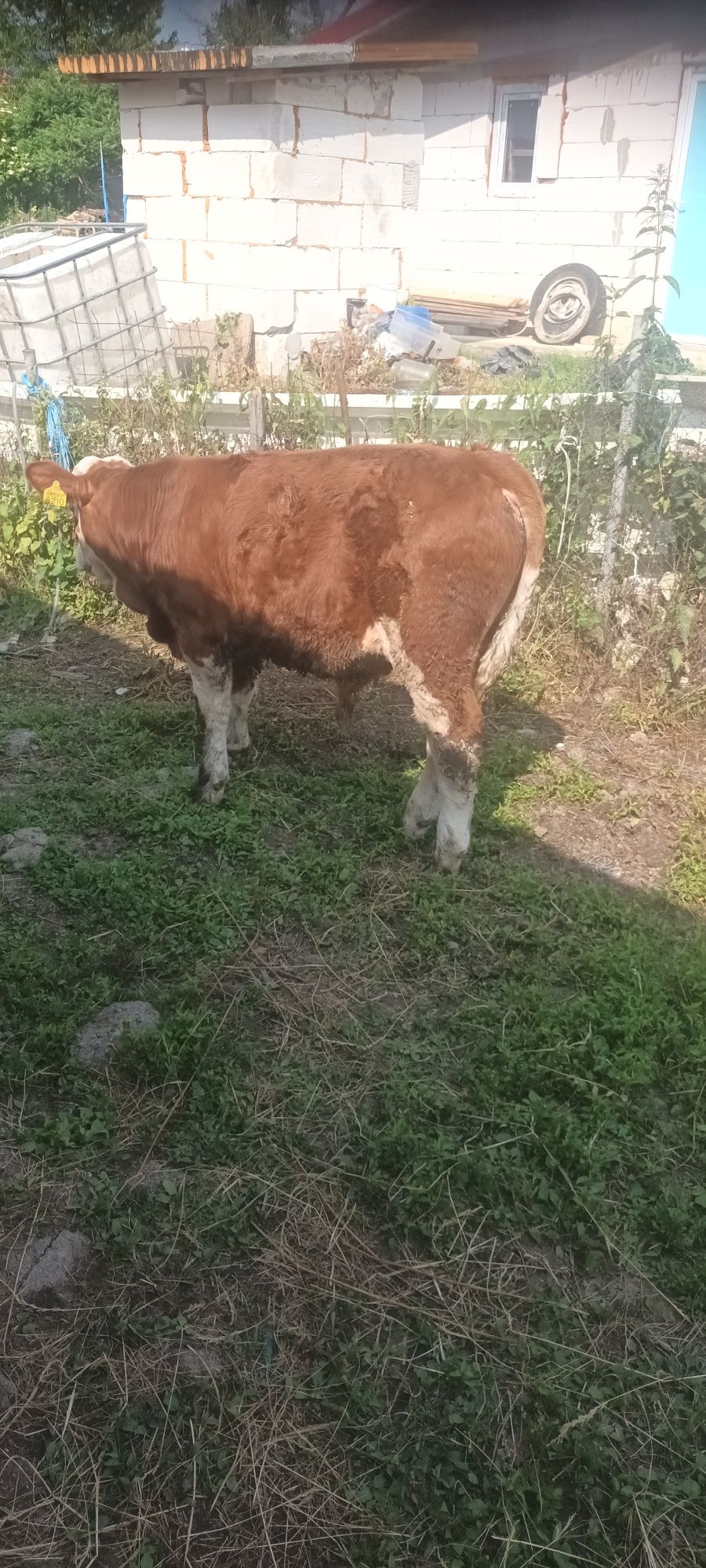 Vand vitel de 5 luni