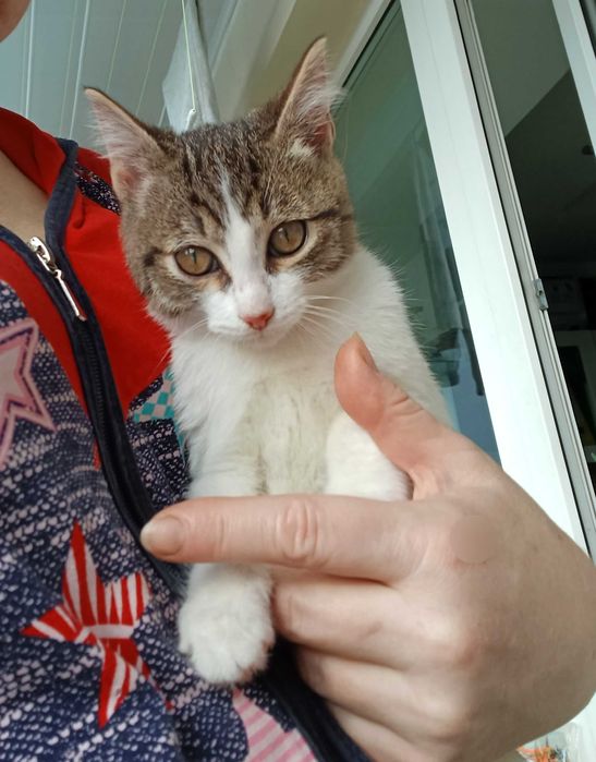 Котята ищут любящих и ответственных котородителей
