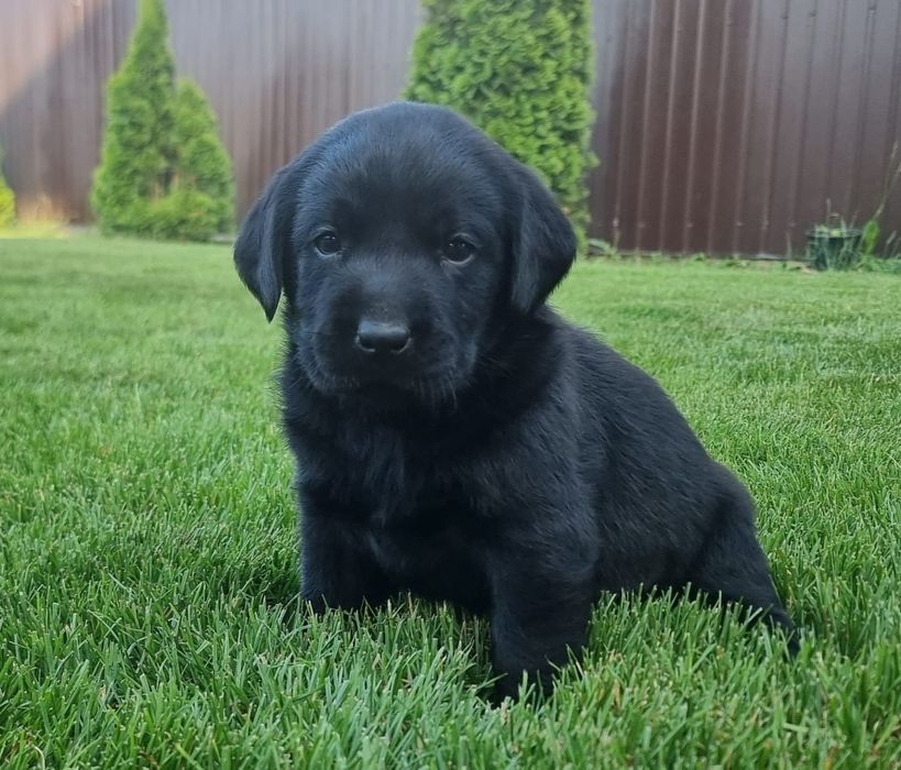 Labrador retriever