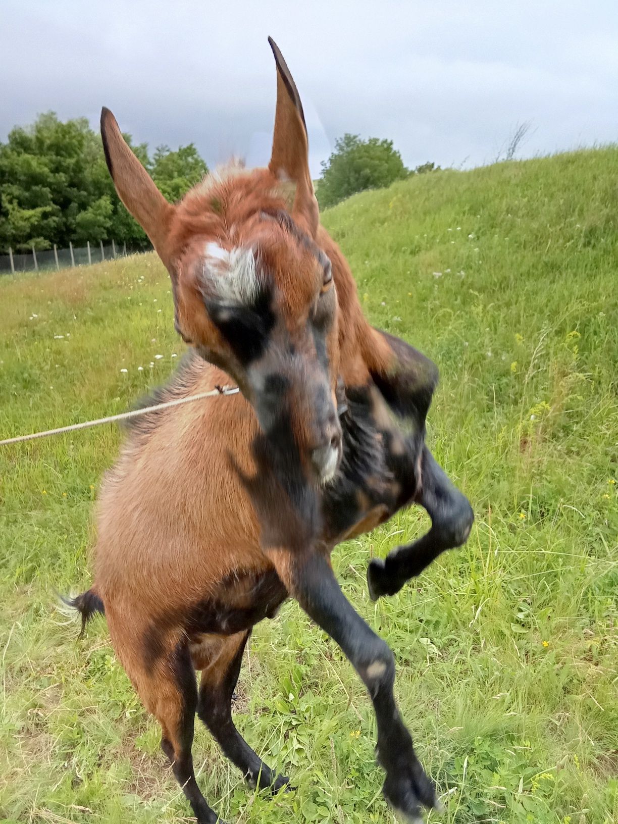 Vând țap original Alpin, 1 an varsta