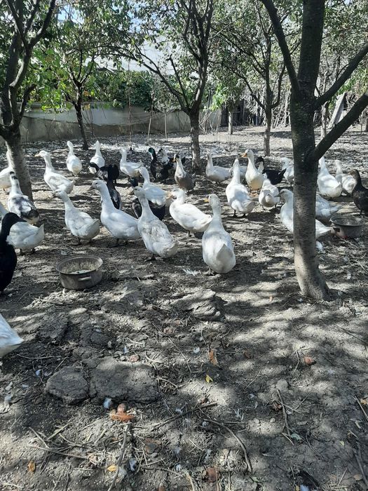 Rațe şi Ouă de Vânzare