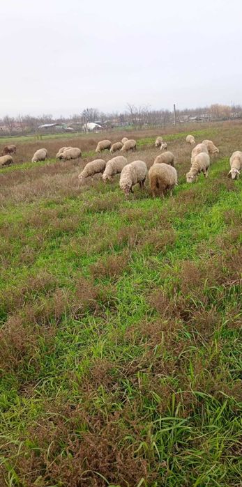 Vând 40 de oi depuse