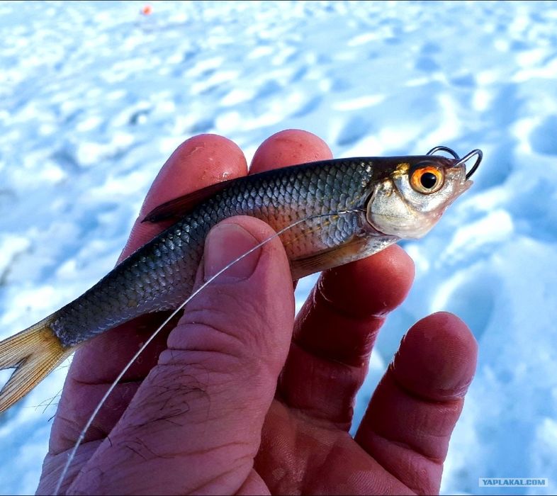 Живец Чебак Карась Круглосуточно