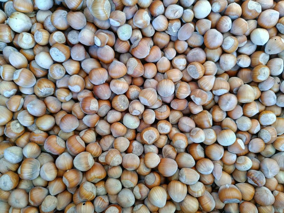 Alune de pădure de cultură